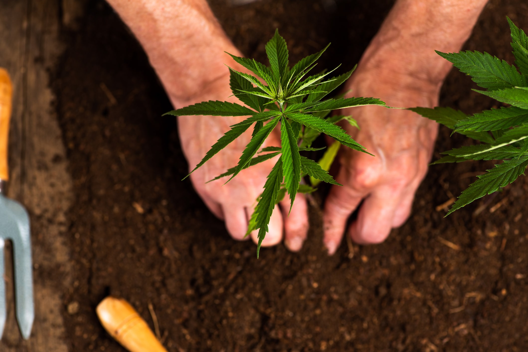 How to Clone Cannabis: The Beginner's Guide - Person planting industrial hemp in the soil
